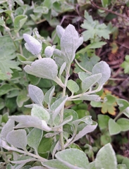 Helichrysum petiolare