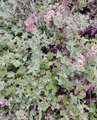 Helichrysum petiolare