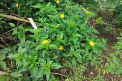 Turnera ulmifolia