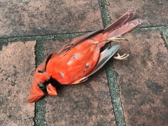 Cardinalis cardinalis