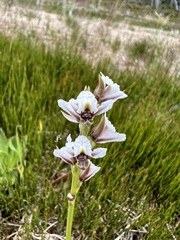 Prasophyllum suttonii