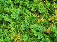 Selaginella uncinata