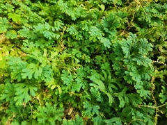 Selaginella uncinata