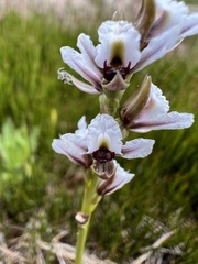 Prasophyllum suttonii