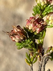 Erica spumosa