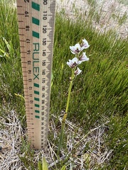 Prasophyllum suttonii