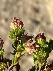 Erica spumosa
