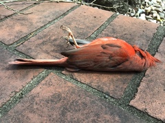 Cardinalis cardinalis
