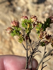 Erica spumosa