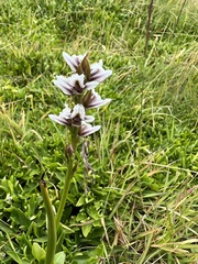 Prasophyllum suttonii