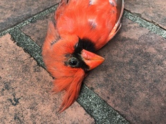 Cardinalis cardinalis