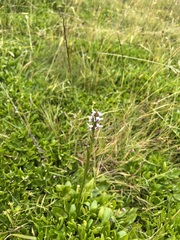 Prasophyllum suttonii