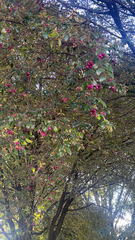 Syzygium paniculatum