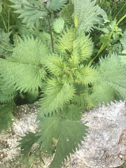 Urtica pilulifera
