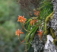 Aloe nubigena