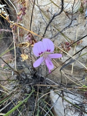 Pelargonium englerianum
