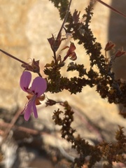 Pelargonium englerianum