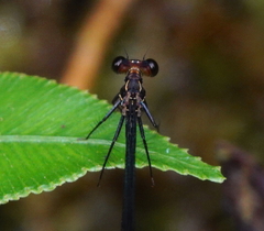 Megapodagrion