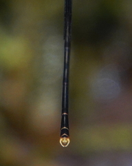 Megapodagrion
