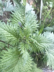 Urtica pilulifera