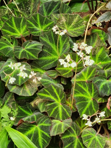 Begonia Soli-Mutata (Begonia solimutata)