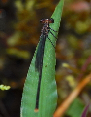 Megapodagrion