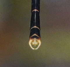 Megapodagrion