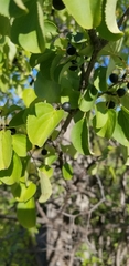 Rhamnus cathartica