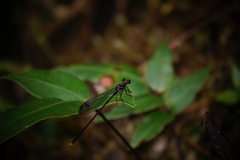 Megapodagrion