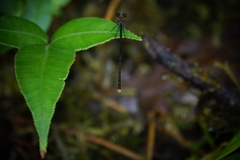 Megapodagrion