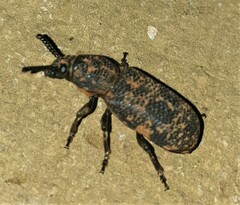 Xylinada