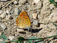Lycaena kurdistanica