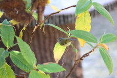 Phylloscopus maculipennis