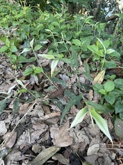 Oplismenus compositus