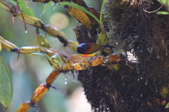 Aethopyga nipalensis