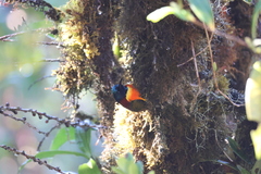 Aethopyga nipalensis