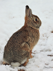 Sylvilagus floridanus