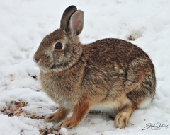 Sylvilagus floridanus