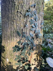 Tetrastigma obtectum