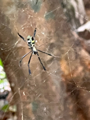 Trichonephila fenestrata