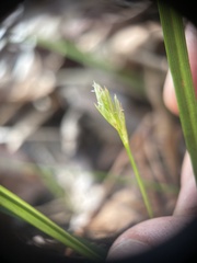 Carex floridana