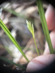 Carex floridana