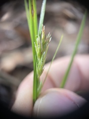 Carex floridana