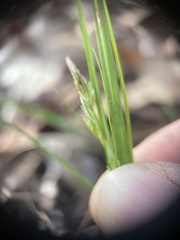 Carex floridana