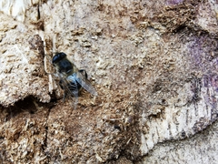 Eristalis tenax