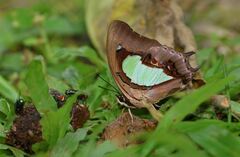 Polyura hebe