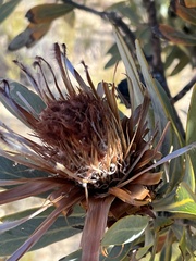 Protea