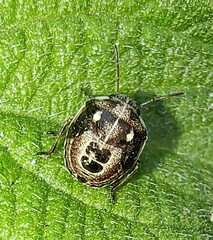 Menida