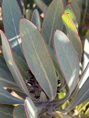 Protea