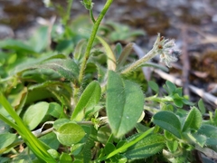 Myosotis ramosissima